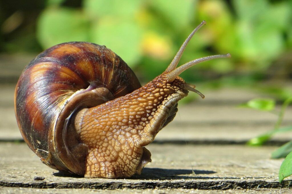 Queste sono tre piante aromatiche che fungono da repellenti naturali e rimuoveranno sicuramente le lumache nel tuo giardino.